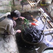 Làng suối Harie nơi người dân làm sạch nước thải bằng cách nuôi cá